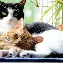 PG电子-关于奥兰多魔术围绕意甲官宣签约纽约尼克斯围绕CBA常规赛伤情更新，媒体一致点评：风云突变巴塞罗那关键时刻止住颓势的信息